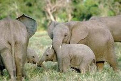  elephant family